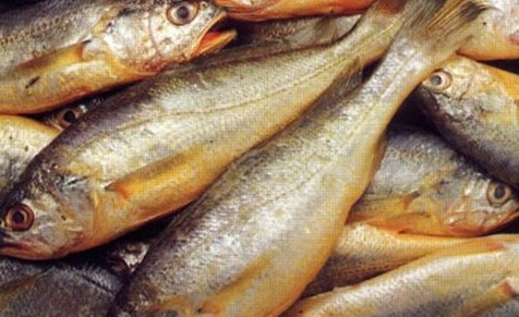 長(zhǎng)島黃花魚(yú)