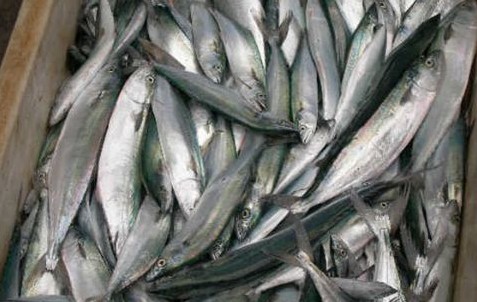 長(zhǎng)島鲅魚(yú)