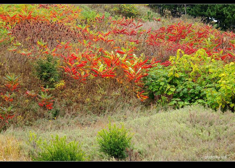 長(zhǎng)島街邊隨拍