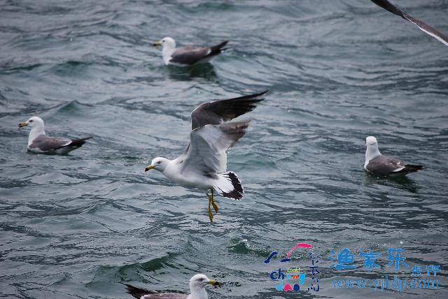 萬鳥島景區(qū)