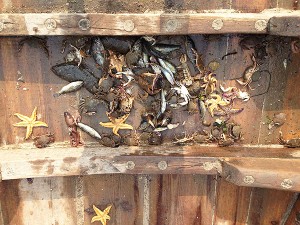 長(zhǎng)島建堂漁家樂